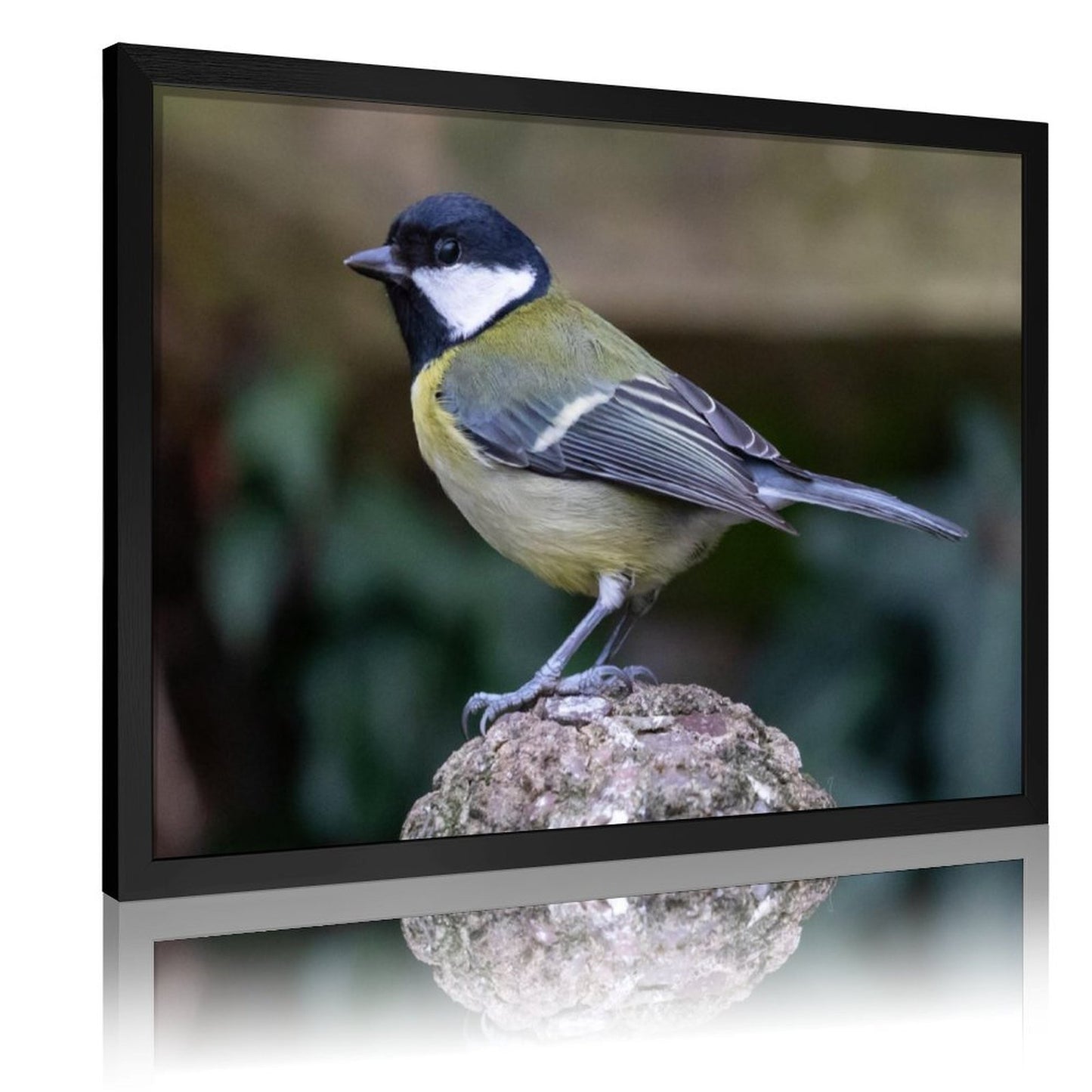Colorful Bird Photography Wall Art – Modern Nature Print Decor-136