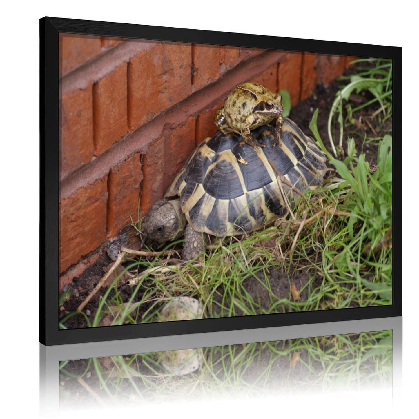 Nature Animal Wall Picture Turtle Among Flowers Artwork-19