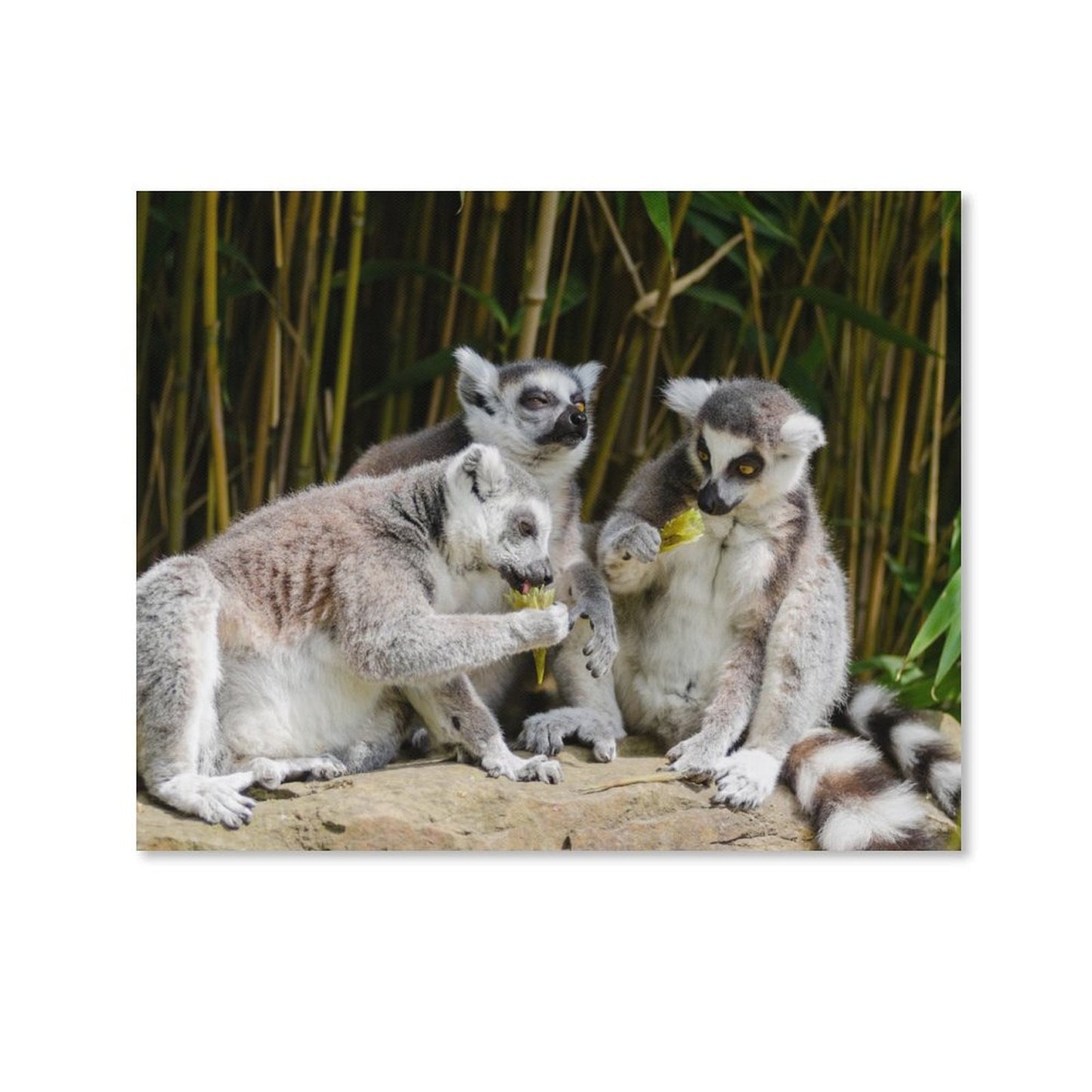 Ring-Tailed Lemur Canvas Print Jungle Wall Painting-13