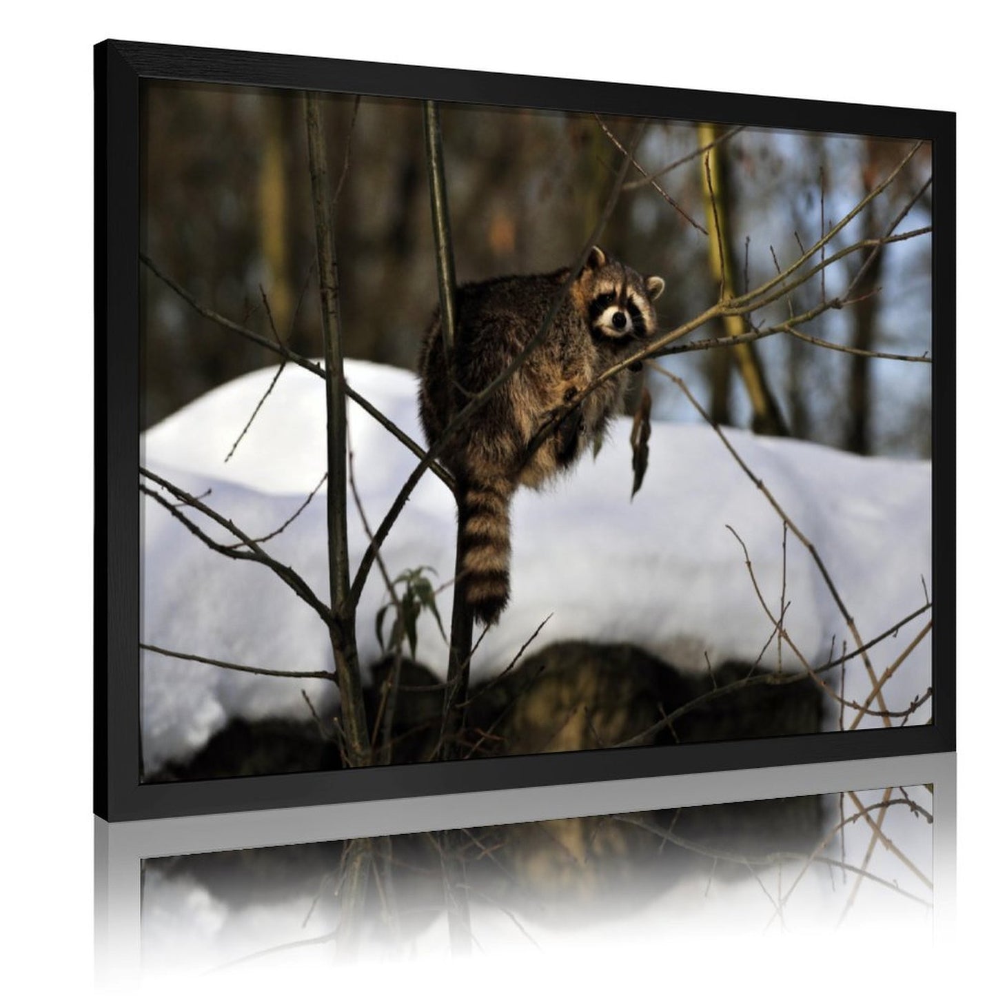 Forest Raccoon Wall Art Canvas Print Nature Decoration-06