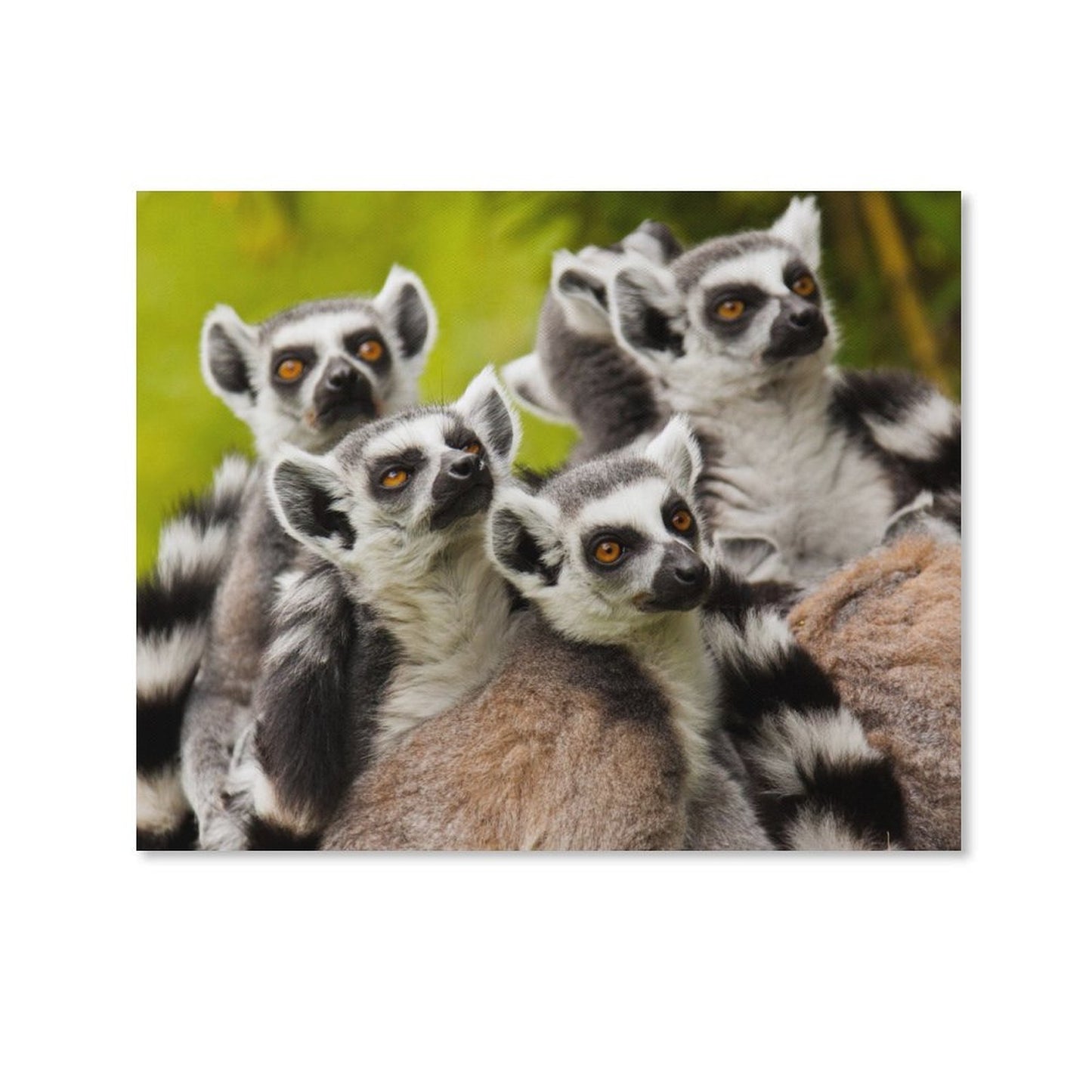 Wild Lemur Wall Picture Nature Animal Framed Decor-06