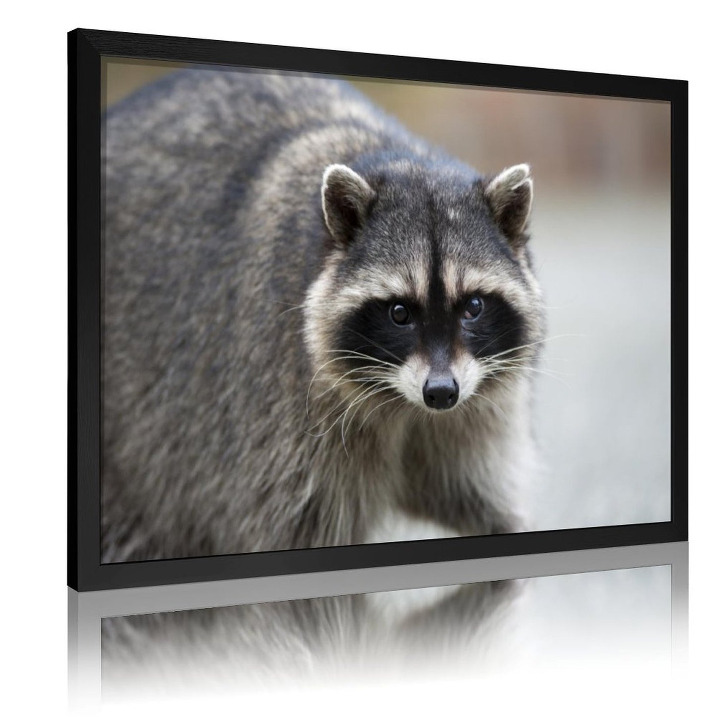 Golden Frame Raccoon Wall Painting for Living Room