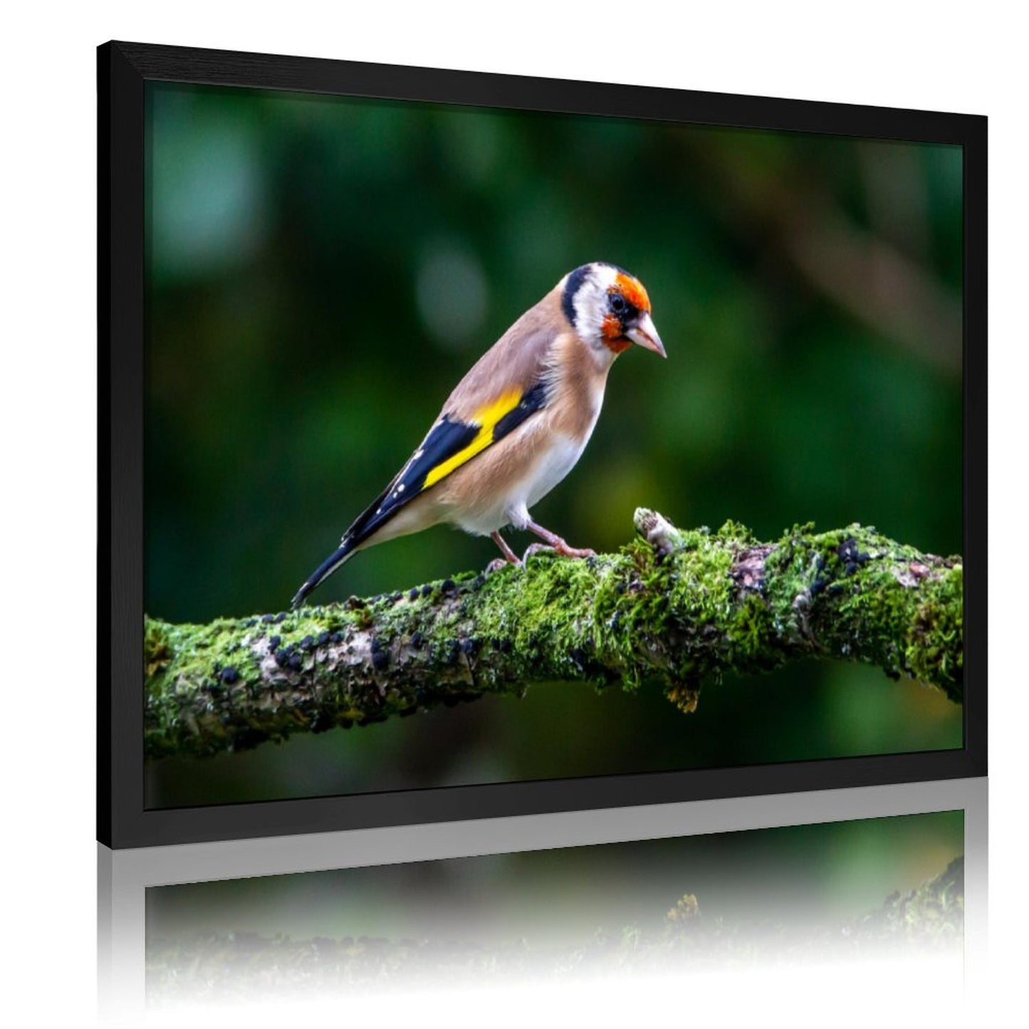 Colorful Goldfinch Bird Canvas Wall Art – Nature Photography Print-138