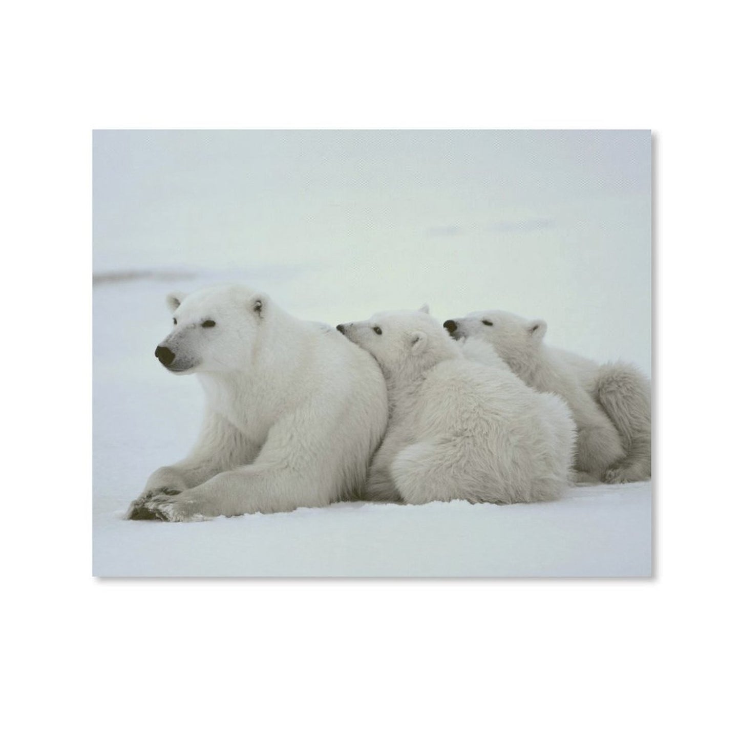 Polar Bear Family Resting on Snow Canvas Wall Art
