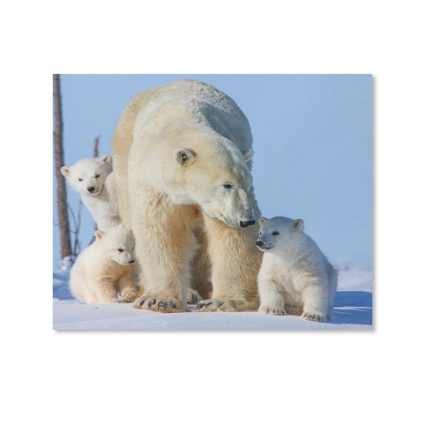 Polar Bear Family Canvas Wall Art – Arctic Wildlife Home Decor
