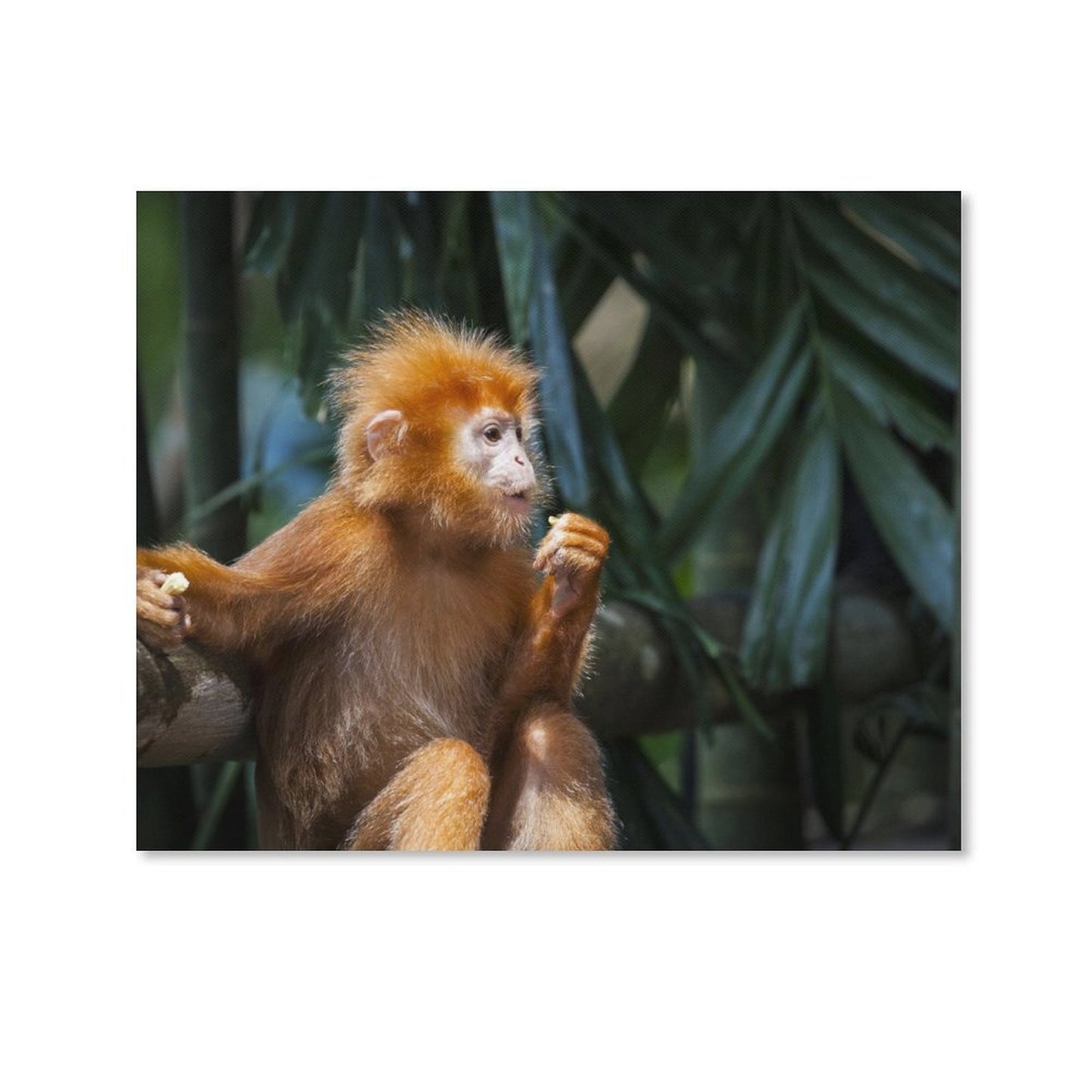 Adorable Baby Monkey Wall Picture Nursery Decoration-10