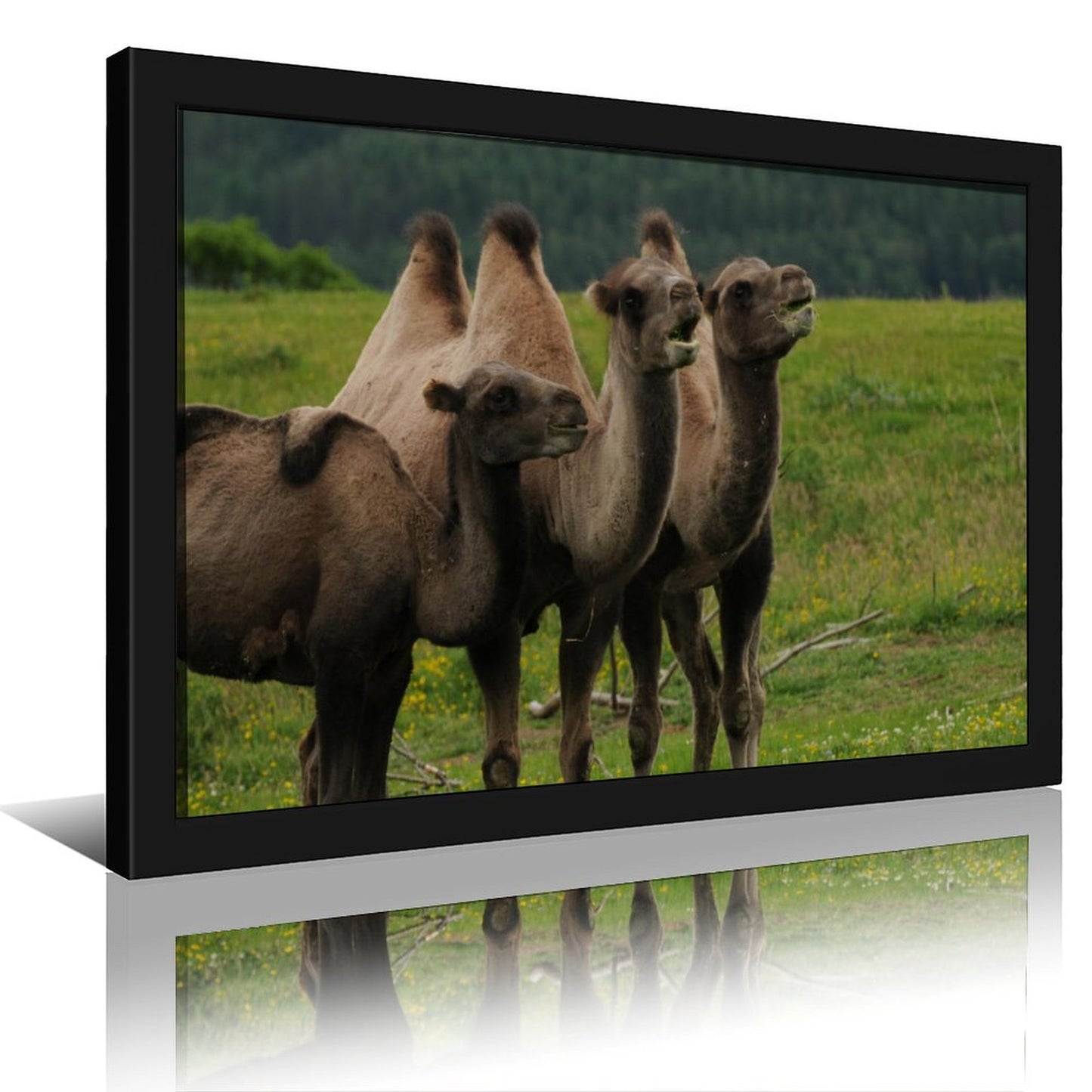 Camel Herd Wall Art Black Frame Desert Animal Decor-11
