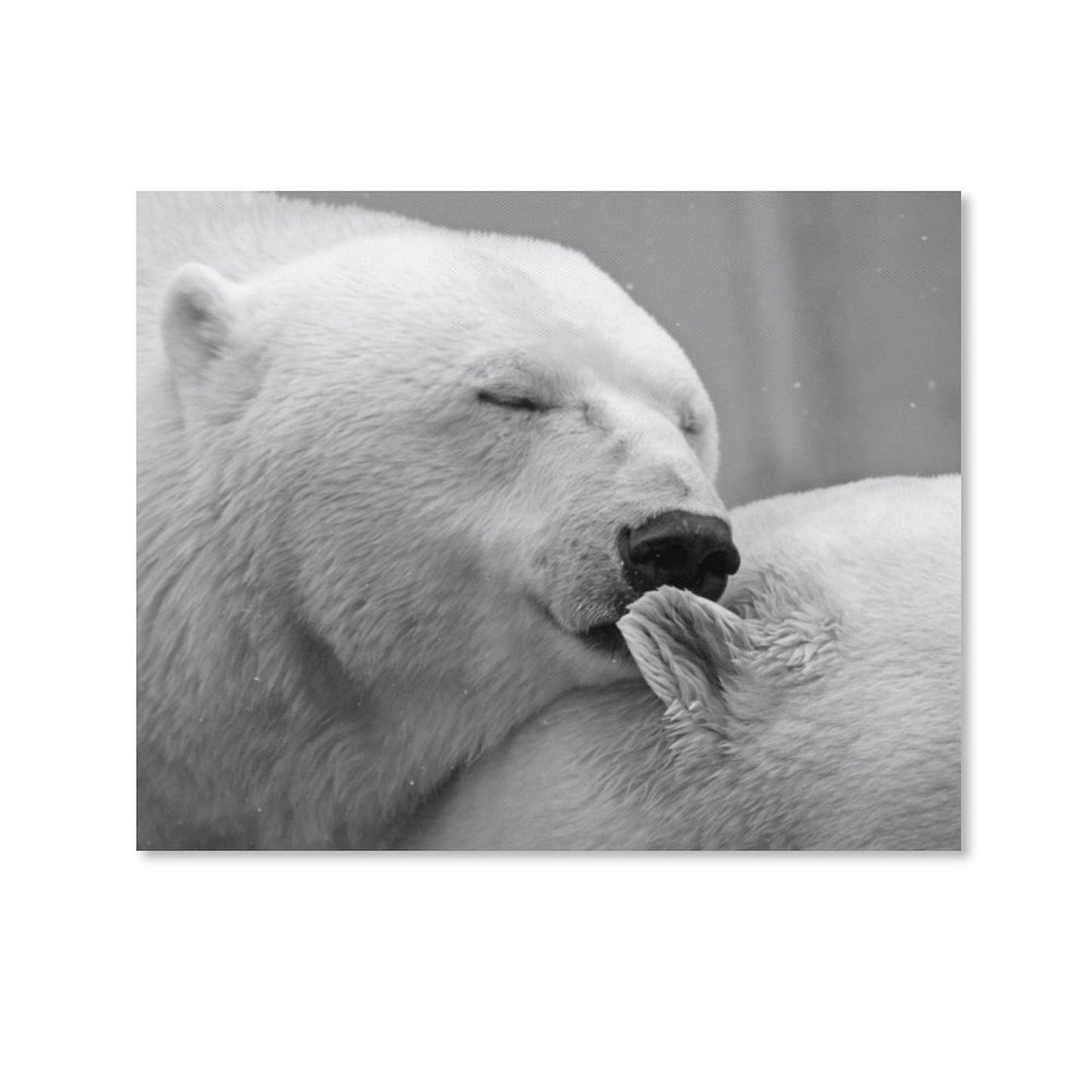 Polar Bear Love Black and White Canvas Art – Arctic Wildlife Wall Decor