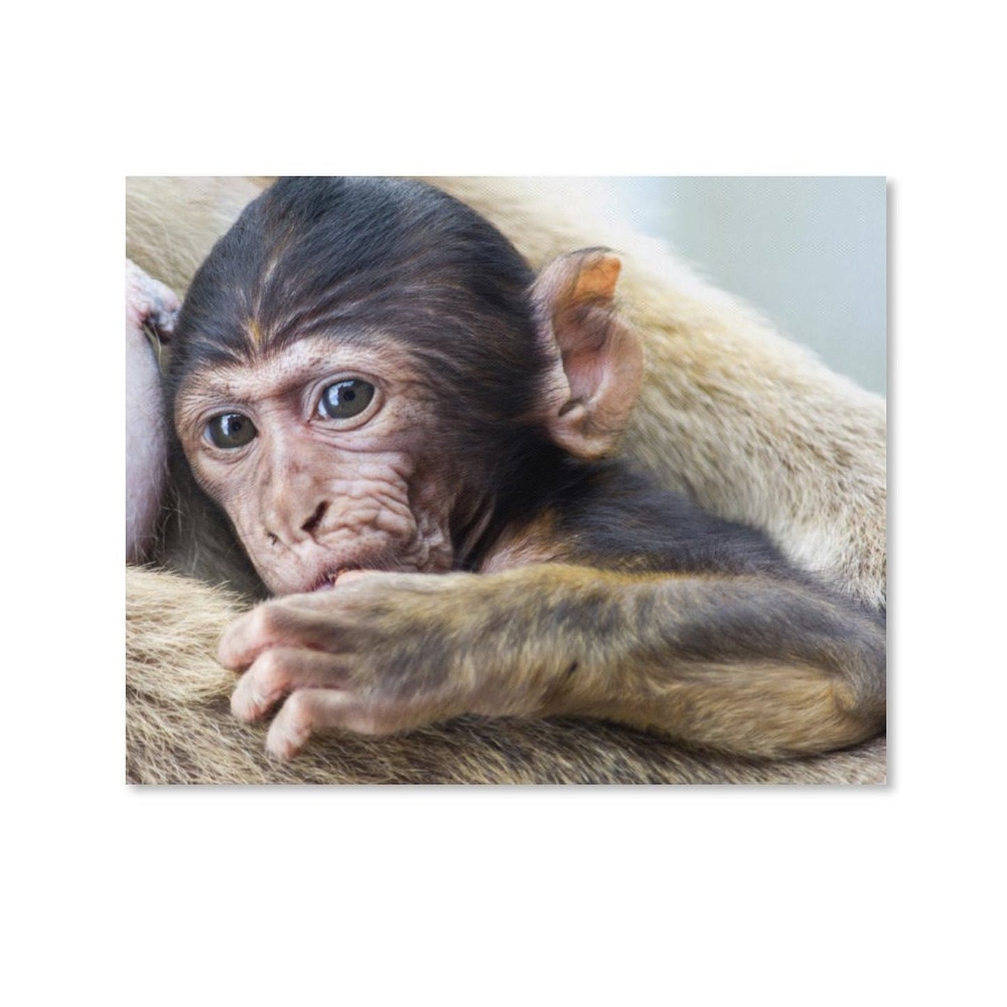 Baby Monkey Wall Art Framed Animal Canvas Print-012