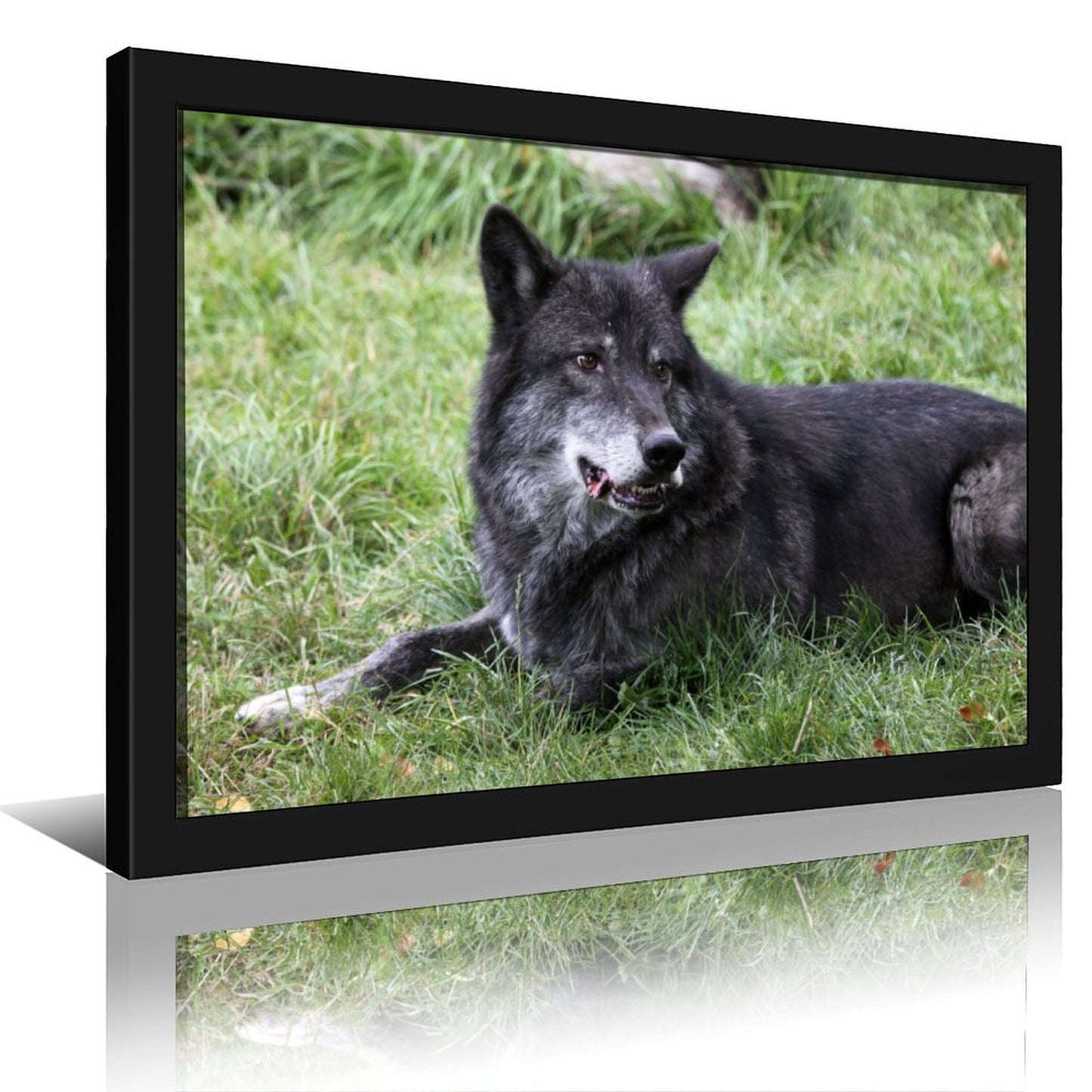 Black Wolves Wall Picture Wildlife Animal Canvas Art-33