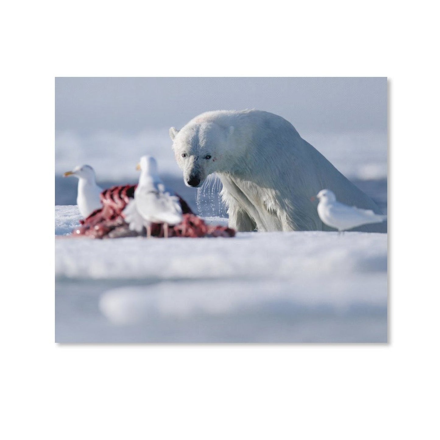 Arctic Polar Bear and Seagulls on Ice Canvas Wall Art/09