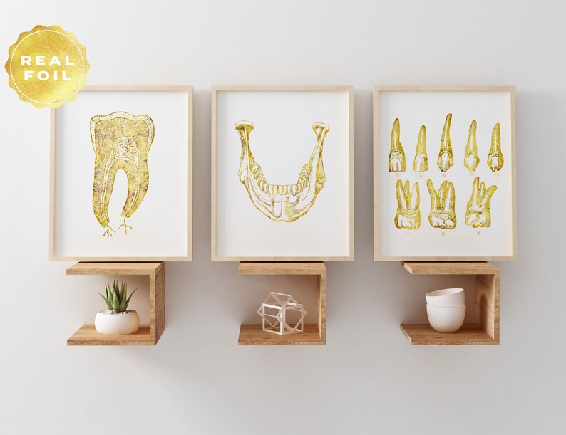 Dentist Gift - Orthodontist Gift - Dental Office Decor - Dental Anatomy Art Print Set - Dental Art - DDS Gift - DMD Gift