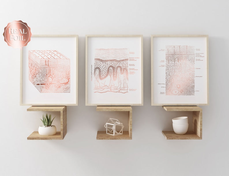 Dermatologist Gift - Dermatology Print - Epidermis Art - Esthetician Gift - Office Wall Art - Skin Anatomy - Histology Art - Beauty School