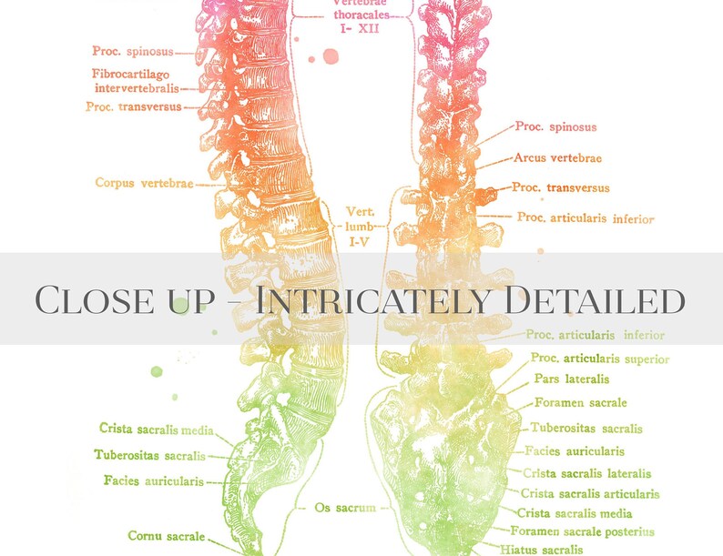 Chiropractor Gift - Chiropractic Art Set of 4 Prints - Watercolor Chiropractor Print - Osteopathy