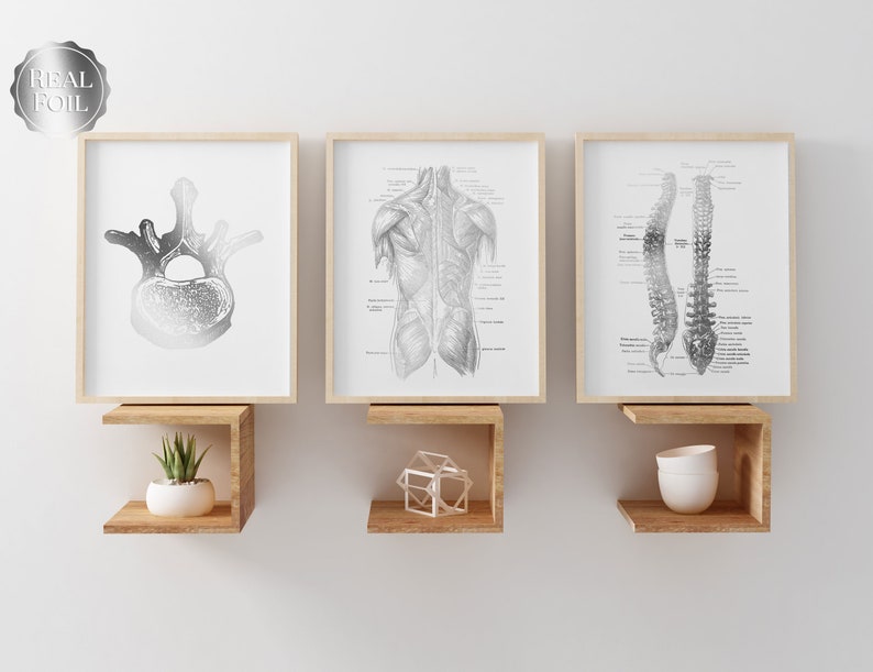Chiropractic Art - Chiropractor Gift - Chiropractor Office Decor - Gold Foil Print - Osteopathy
