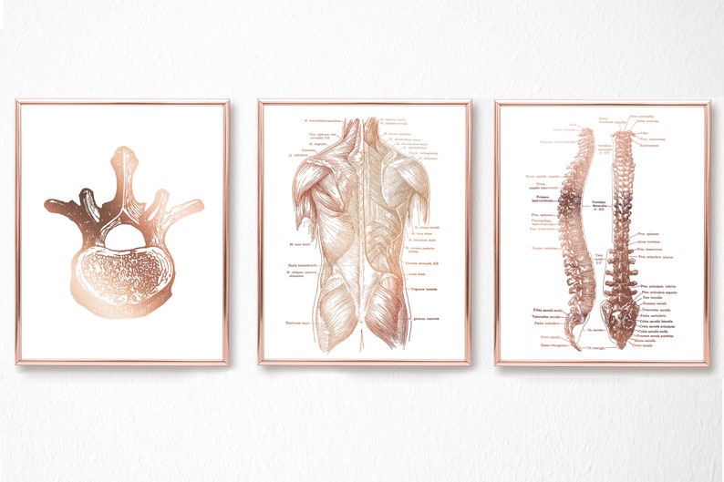 Chiropractic Art - Chiropractor Gift - Chiropractor Office Decor - Gold Foil Print - Osteopathy