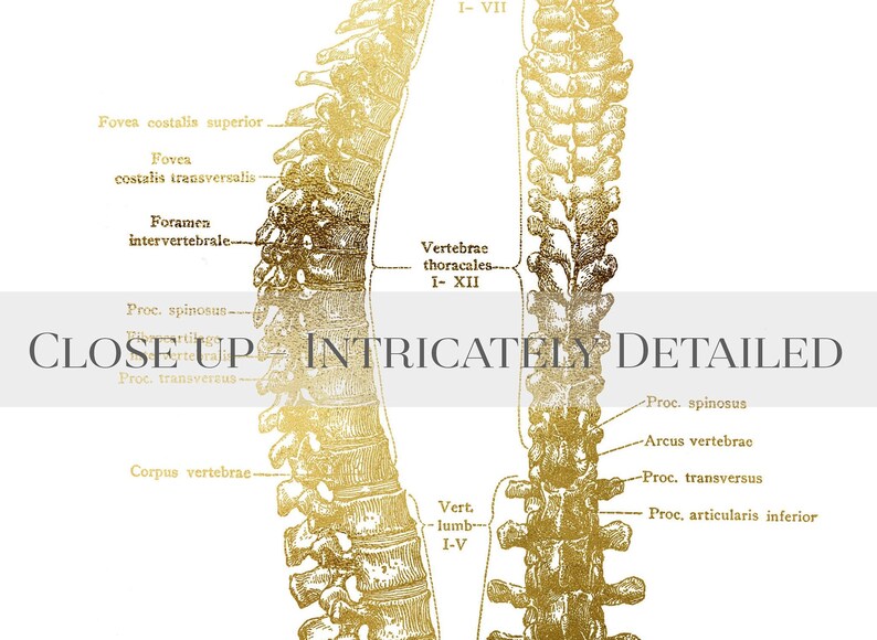 Chiropractic Art - Chiropractor Gift - Chiropractor Office Decor - Gold Foil Print - Osteopathy