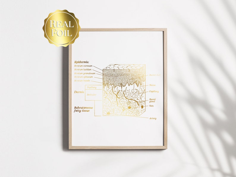Esthetician Gift - Dermatologist Gift - Dermatology Print - Epidermis Art - Office Decor - Gold Print