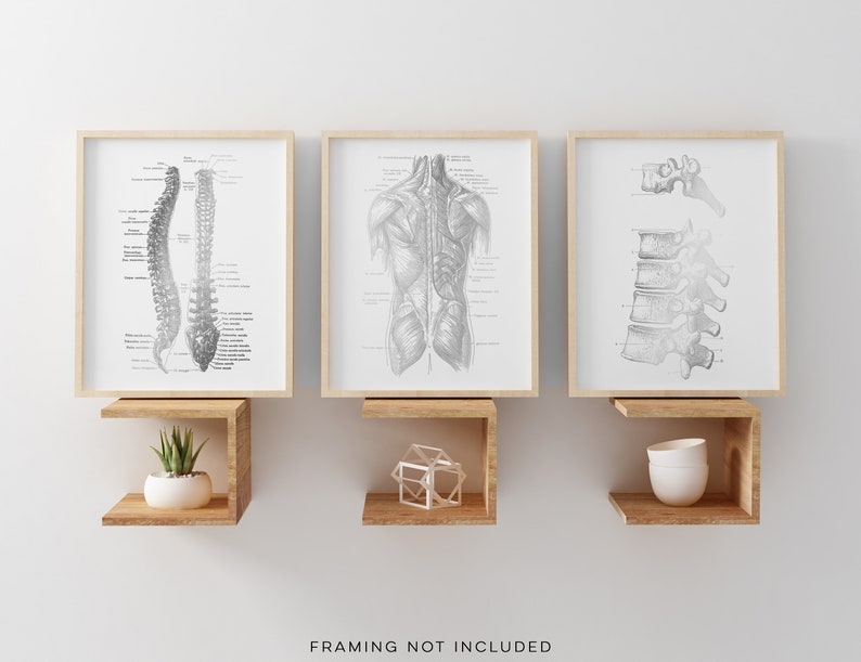Chiropractor Gift - Chiropractor Office Decor - Gold Foil Print - Spine Anatomy - Osteopathy
