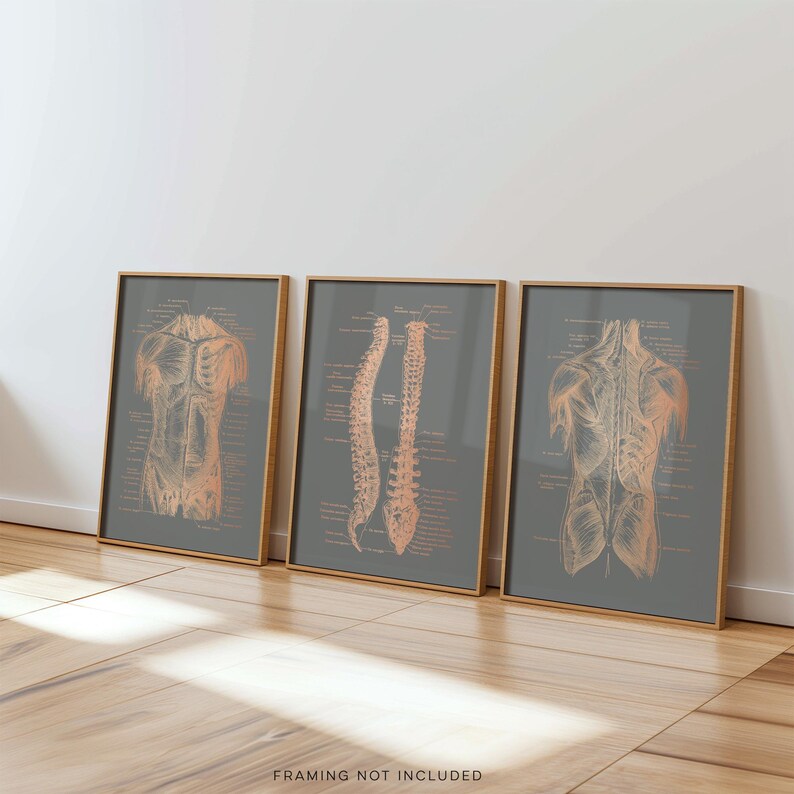 Gold Foil Anatomy Art Prints: Physical Therapy Decor (Set of 3)