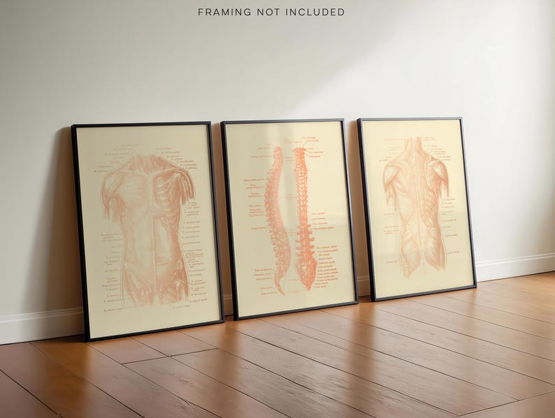 Gold Foil Anatomy Art Prints: Physical Therapy Decor (Set of 3)