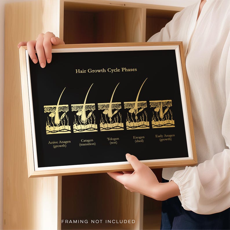 Gold Foil Hair Growth Cycle Phases Print: Esthetician Office Decor