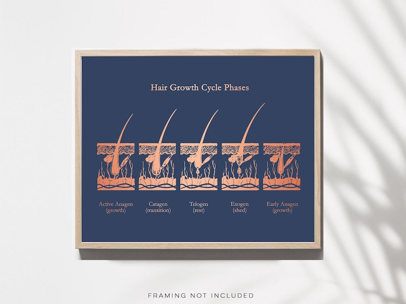 Gold Foil Hair Growth Cycle Phases Print: Esthetician Office Decor