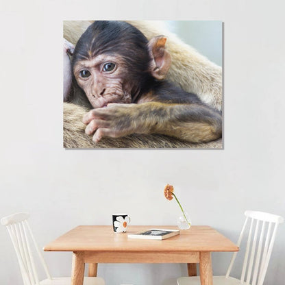 Baby Monkey Wall Art Framed Animal Canvas Print-012