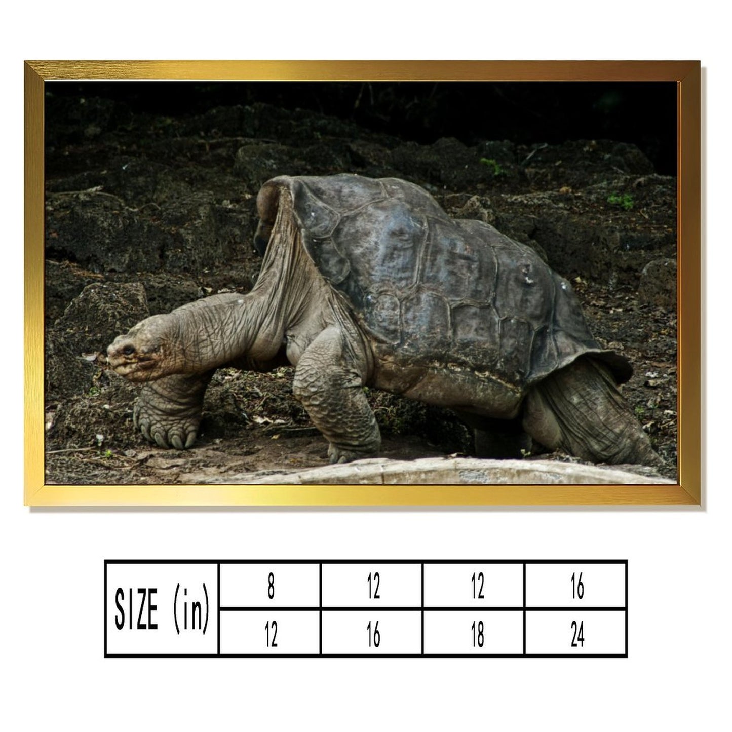 Cute Turtle Wall Art Gold Frame Nature Home Decoration-09