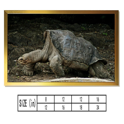 Cute Turtle Wall Art Gold Frame Nature Home Decoration-09