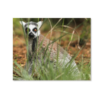 Lemur Wall Art Framed Canvas Wildlife Animal Decor-15