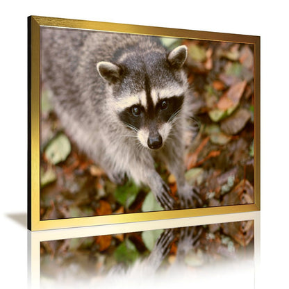 Woodland Raccoon Canvas Picture Gold Frame Home Decor-09