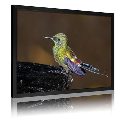 Tropical Toucan Duo Wall Art – Modern Nature Photography Print-13