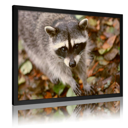 Woodland Raccoon Canvas Picture Gold Frame Home Decor-09