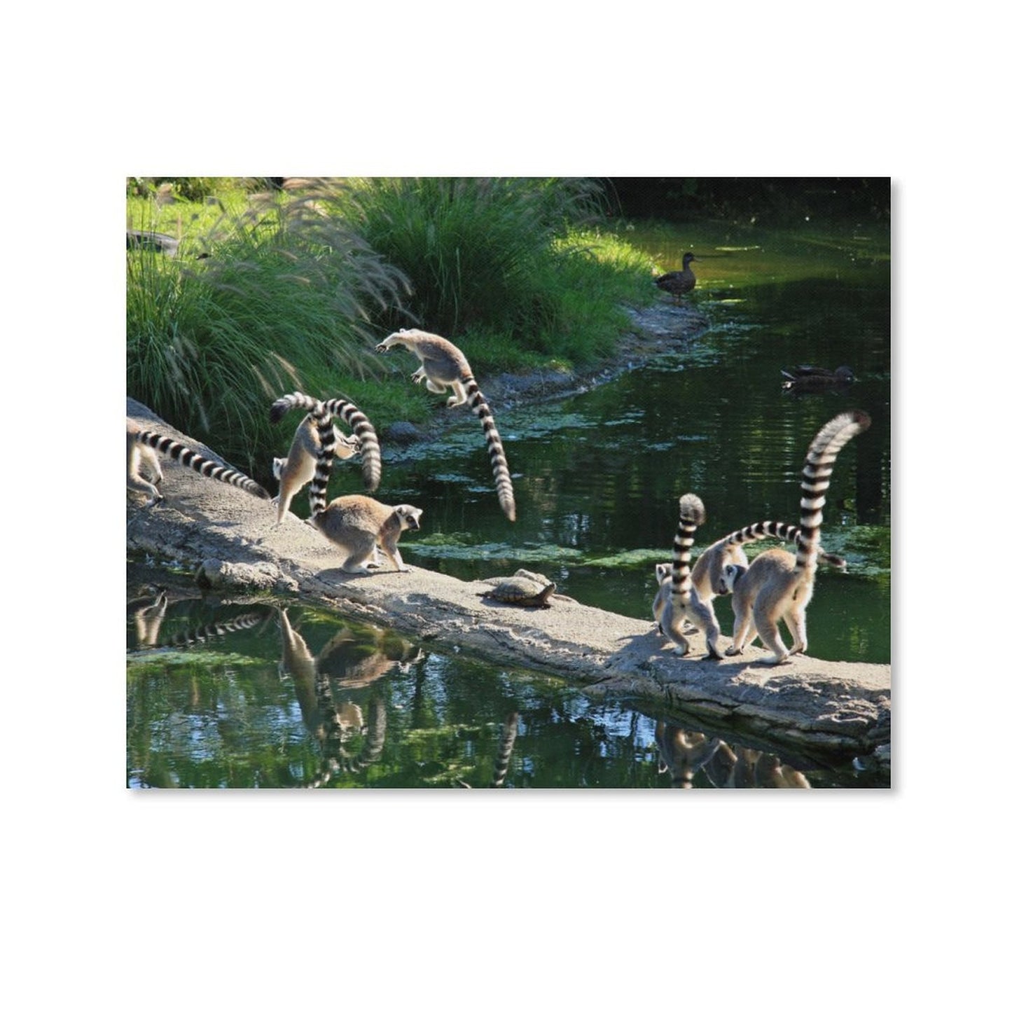 Cute Lemur Canvas Artwork Wildlife Wall Decoration-03