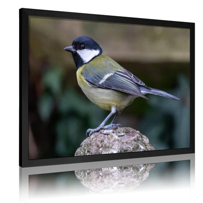 Colorful Bird Photography Wall Art – Modern Nature Print Decor-136