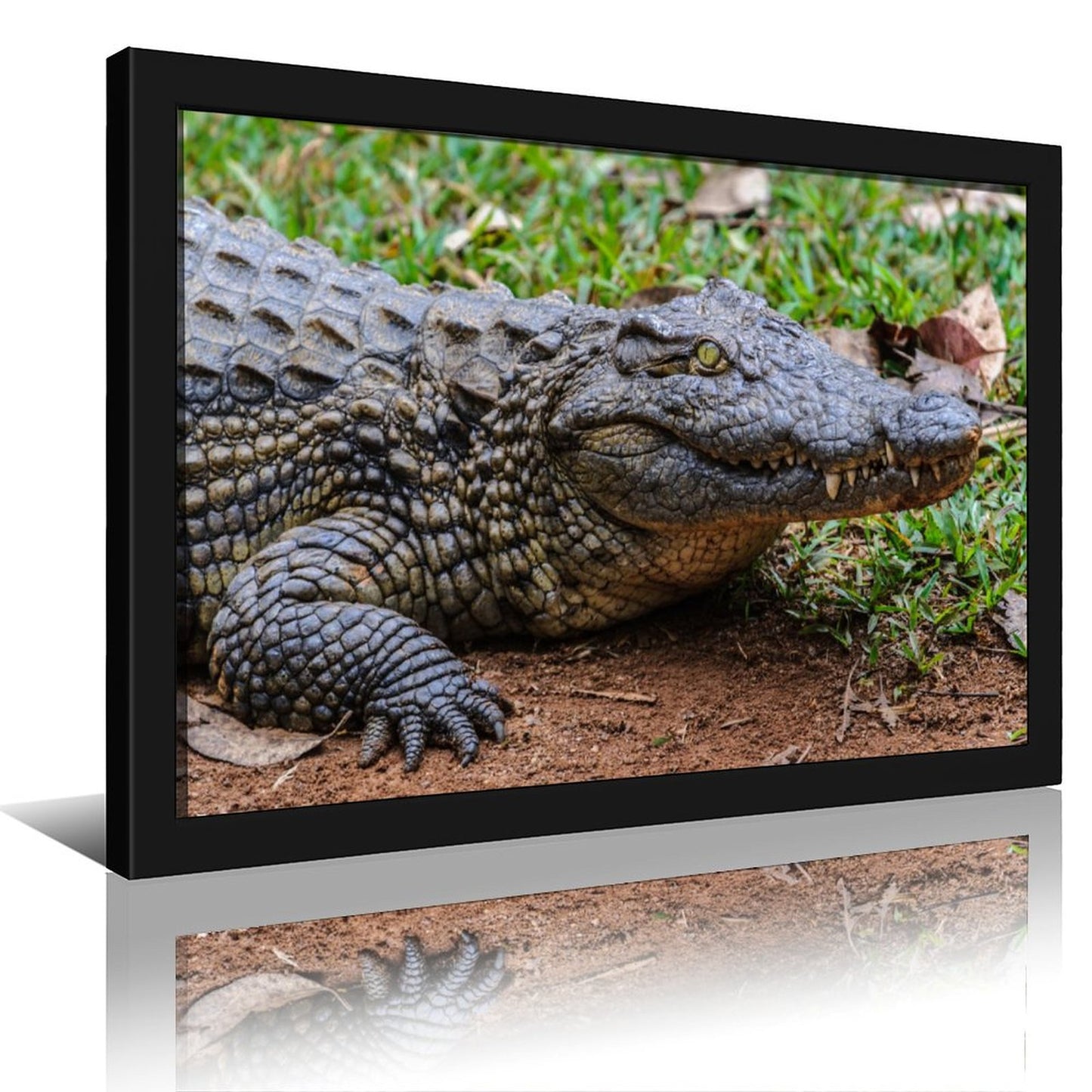 Wildlife Crocodile Wall Art Black Frame Home Decoration