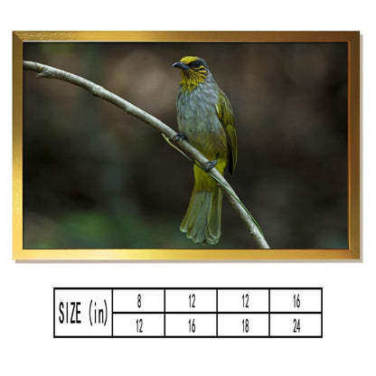 Yellow-Green Songbird on Branch – Elegant Nature Wall Art Print-148