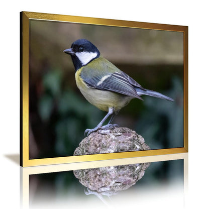 Colorful Bird Photography Wall Art – Modern Nature Print Decor-136