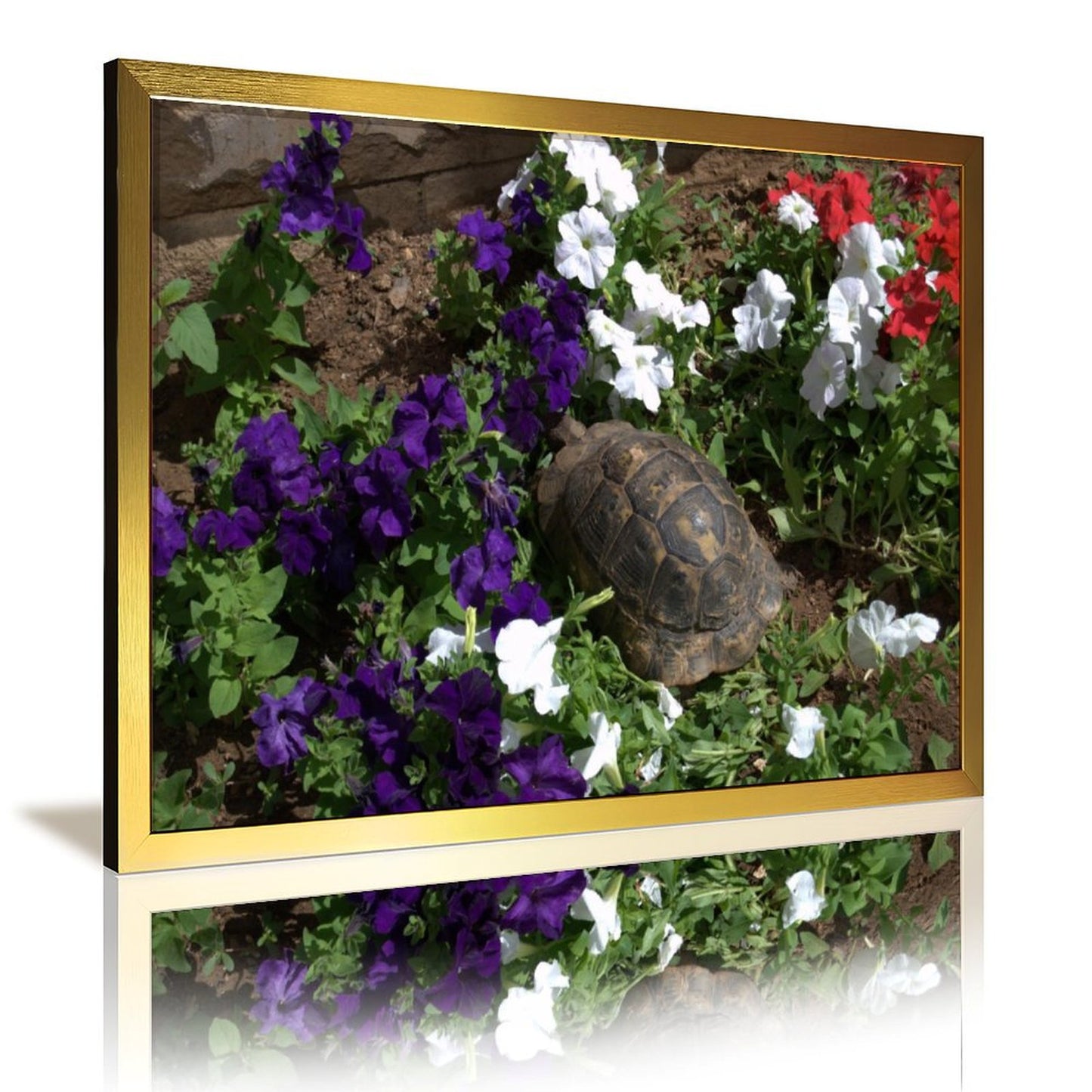 Turtle in Garden Wall Art Gold Frame Nature Decoration
