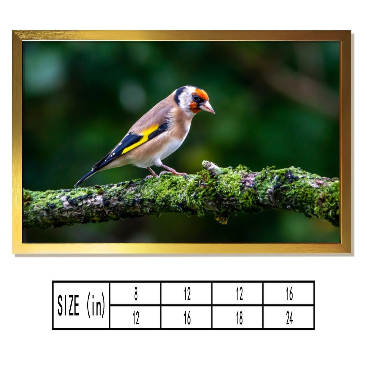 Colorful Goldfinch Bird Canvas Wall Art – Nature Photography Print-138
