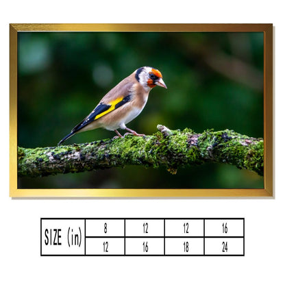 Colorful Goldfinch Bird Canvas Wall Art – Nature Photography Print-138