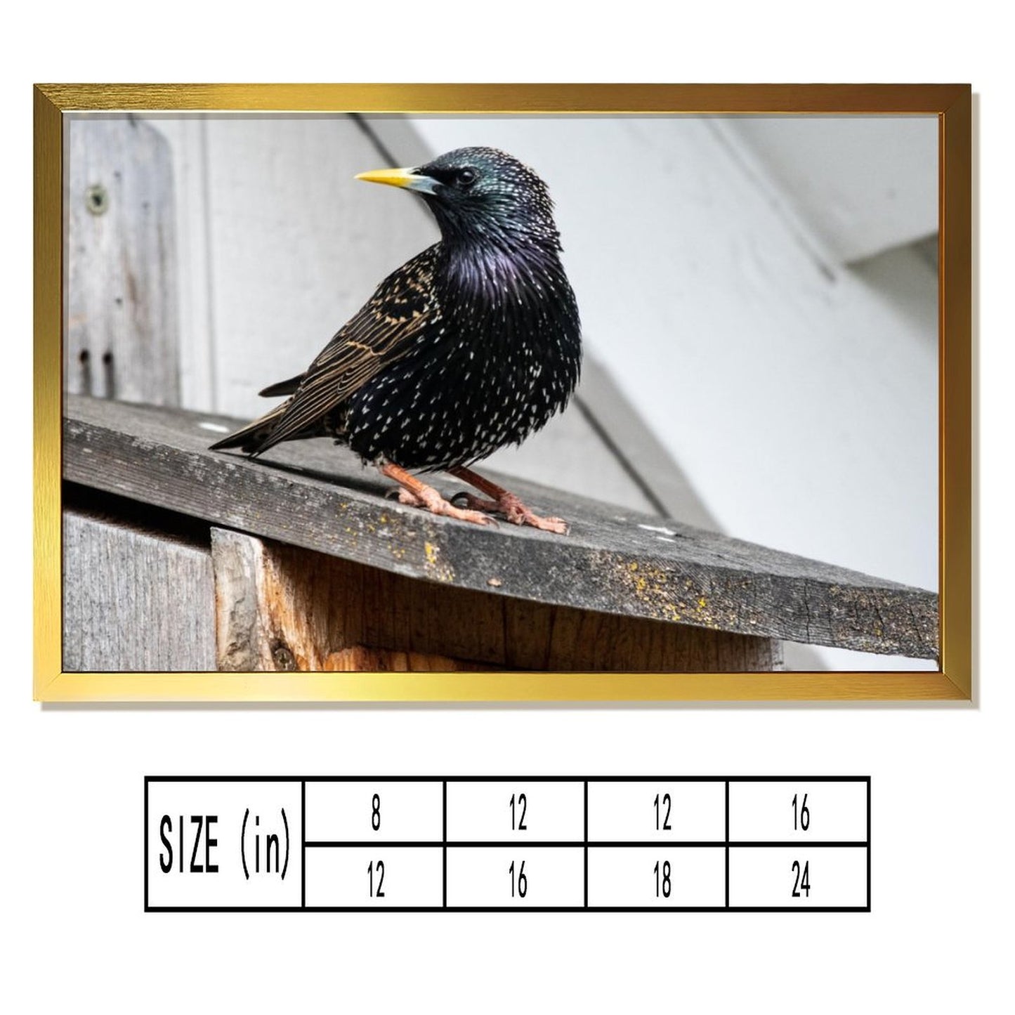 Modern Bird Photography Wall Art – Blackbird on Wood Frame Print- 126