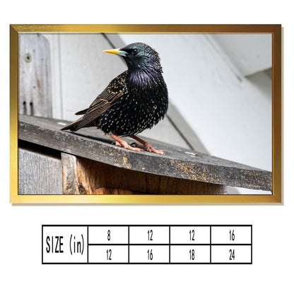 Modern Bird Photography Wall Art – Blackbird on Wood Frame Print- 126