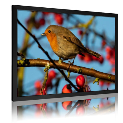 Red-Breasted Robin Canvas Wall Art – Nature Bird Photography Print-141