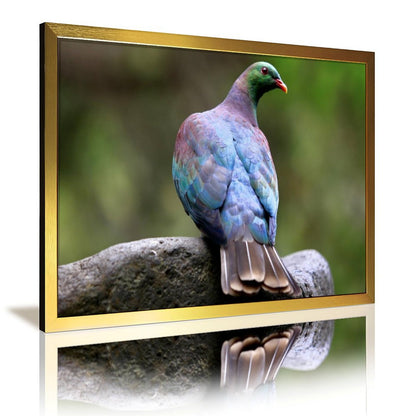 Colorful Pigeon on Rock – Modern Nature Bird Wall Art Print- 145