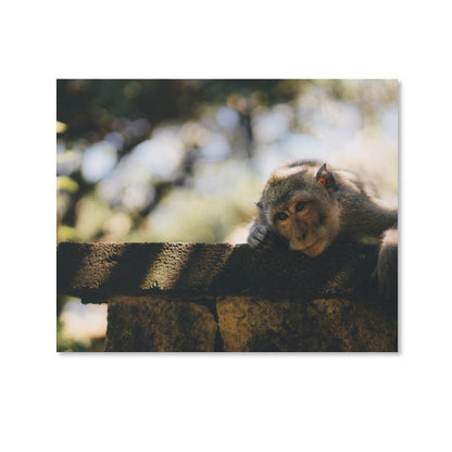 Cute Baby Monkey Canvas Painting Wildlife Home Decor-16