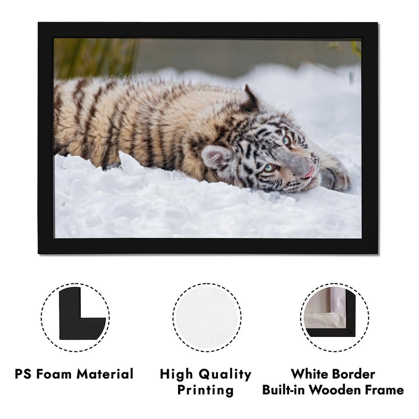 Snow Tiger Cub Canvas Wall Art