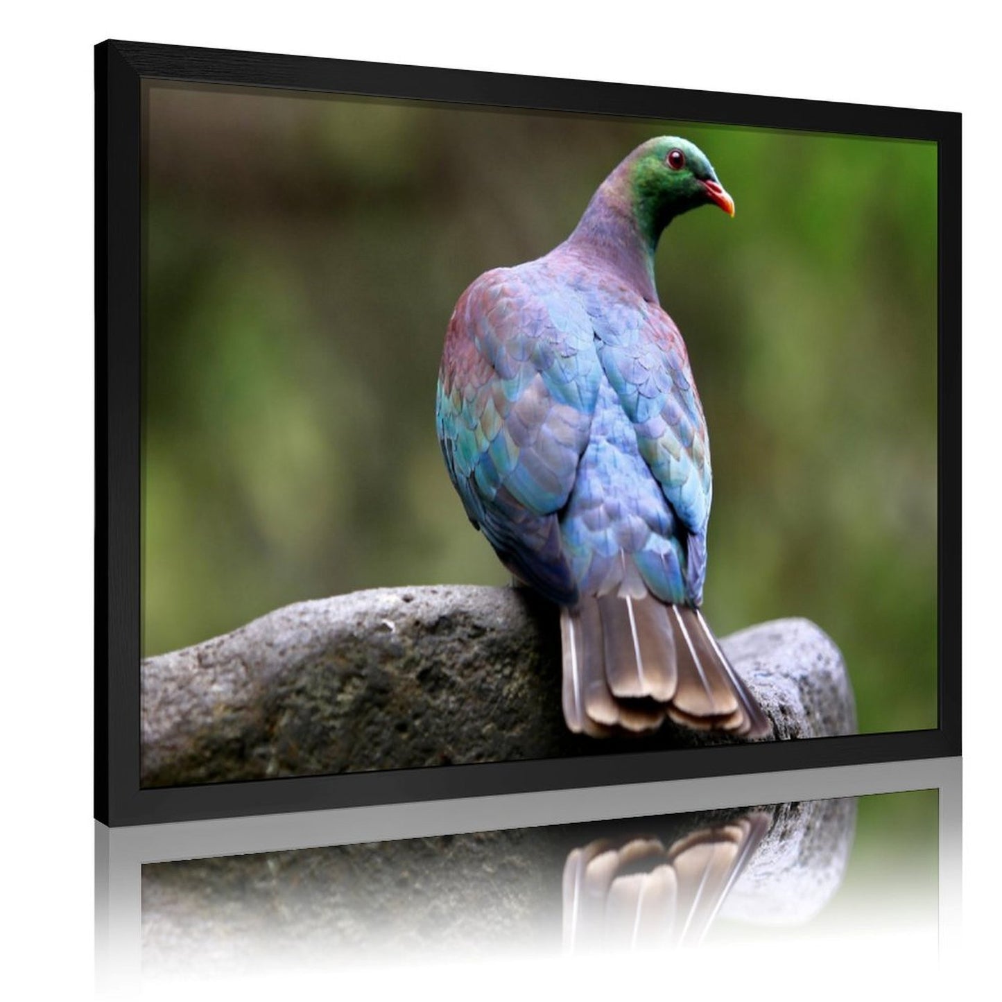 Colorful Pigeon on Rock – Modern Nature Bird Wall Art Print- 145