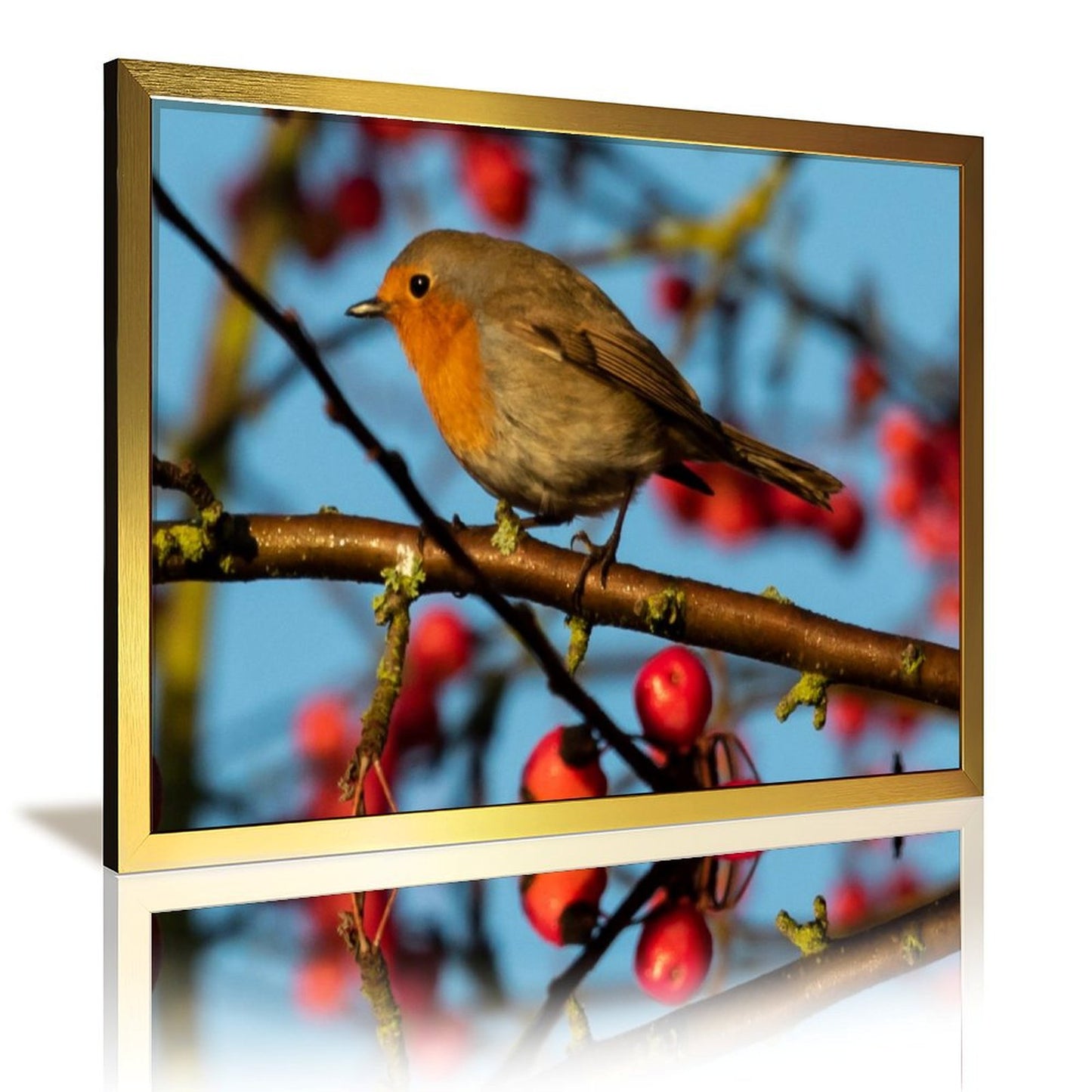 Red-Breasted Robin Canvas Wall Art – Nature Bird Photography Print-141